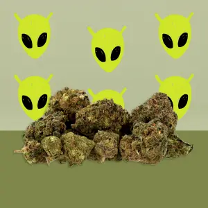 Alien Kush Hydroponique Indoor