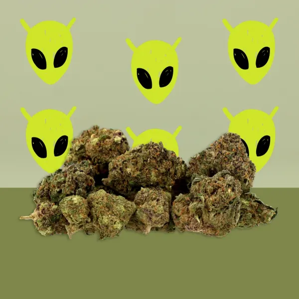 Alien Kush Hydroponique Indoor