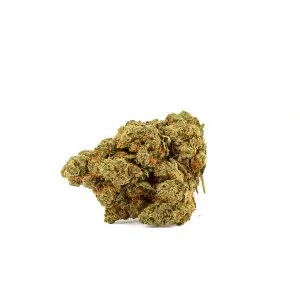 Amnesia 2 0 Hydroponique Indoor