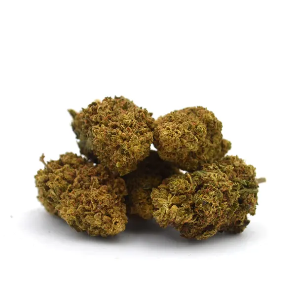 Amnesia Indoor