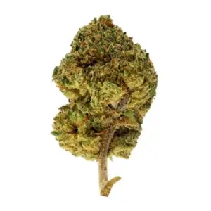 Amnesia Haze Indoor