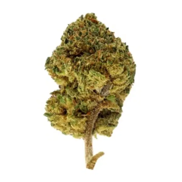 Amnesia Haze Indoor