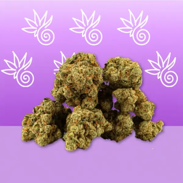 Amnesia Hydroponique Indoor