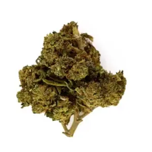 Amnesia Kush Indoor