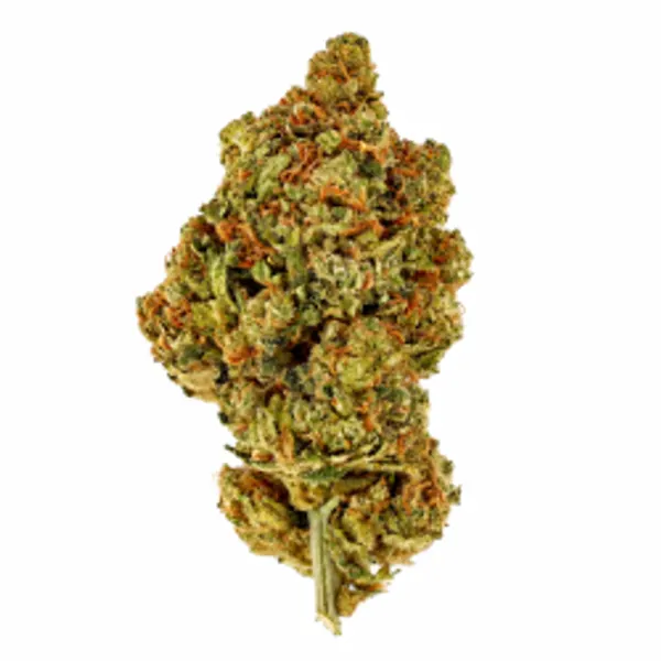 Amnesia Royal Hydroponique Indoor