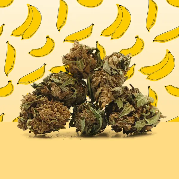 Banana Small Buds