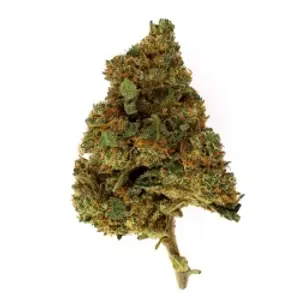 Banana Kush Indoor