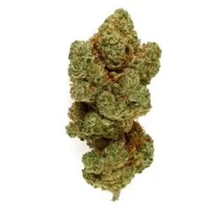 Big Bud Hydroponique Indoor