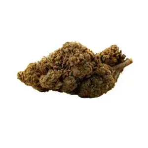 Black Domina