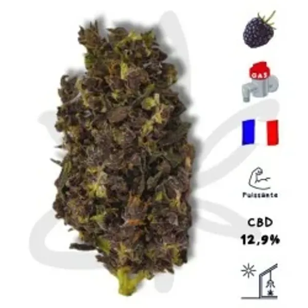 Black Purple
