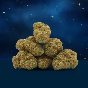 Blue Dream Hydroponique Indoor