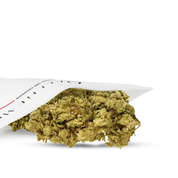 Bubble Cheese Indoor
