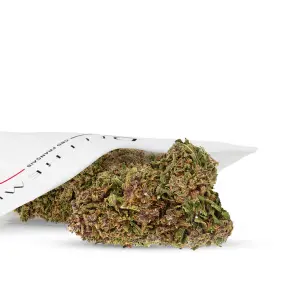 Cali Pink Premium Indoor