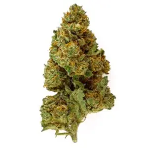 Caramel Candy Indoor