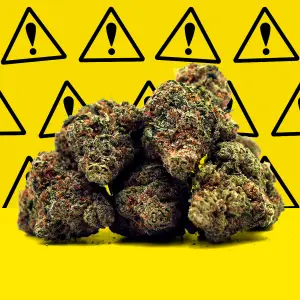Critical 2 0 Hydroponique Indoor