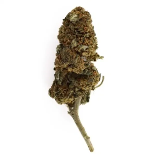 Critical Indoor