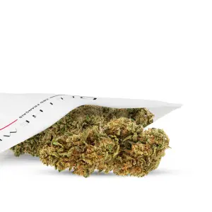 Critical X Amnesia 2 0