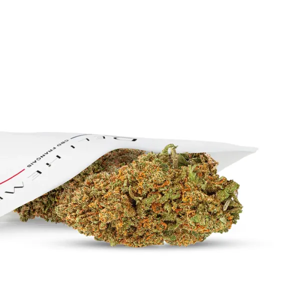 Forbidden Fruit Indoor