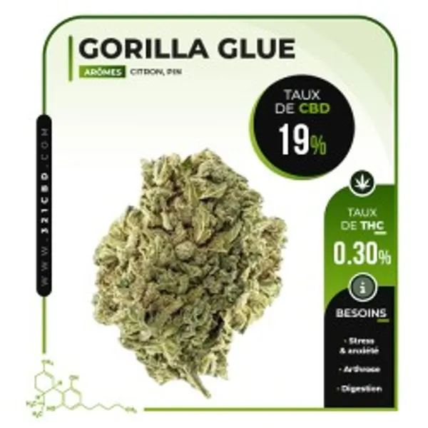 Gorilla Glue Indoor