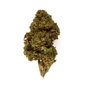 Gorilla Queen Indoor