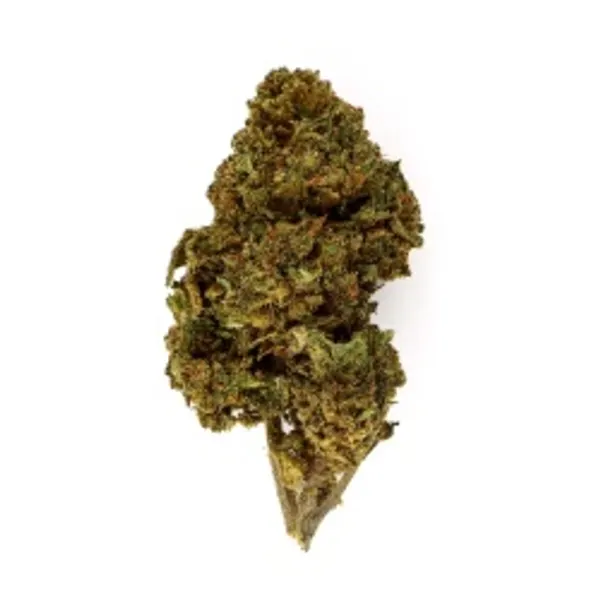 Gorilla Queen Indoor
