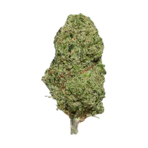 Gorillia Glue