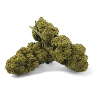 Harlequin Premium Indoor