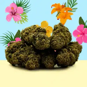 Hawaiian Indoor