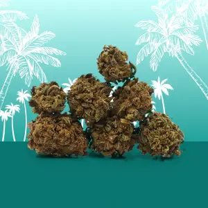 Hawaiian Small Buds