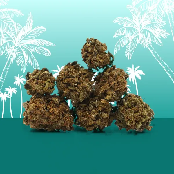 Hawaiian Small Buds