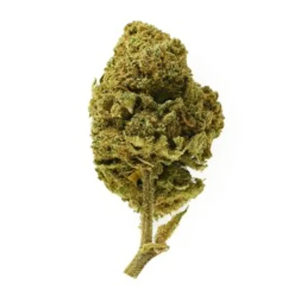 Honey Cream Indoor