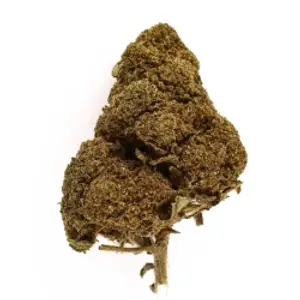 Jack Herer Indoor
