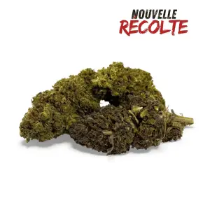 Mandarine Haze