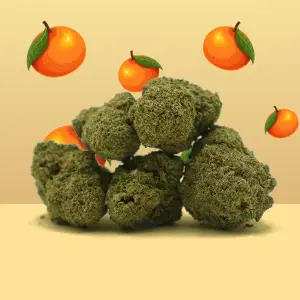 Mandarine Hydroponique Indoor