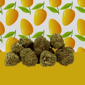 Mango Haze Hydroponique Indoor