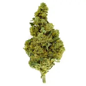 Orange Bud Indoor