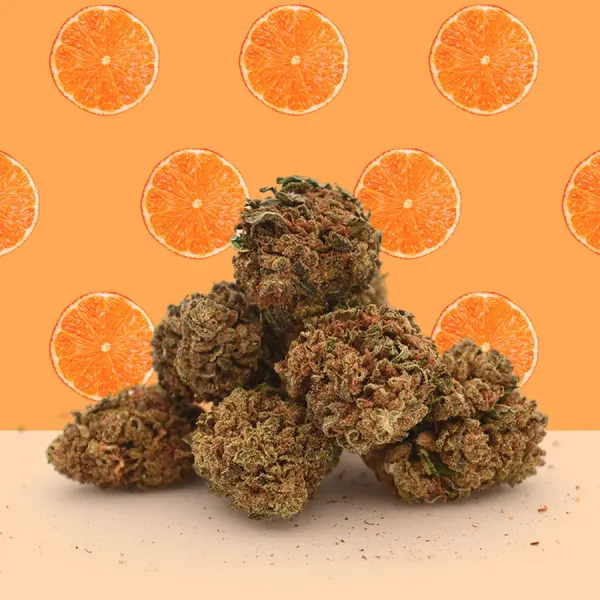 Orange Bud Small Buds