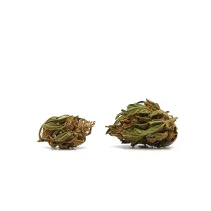 Petites Banana Small Buds