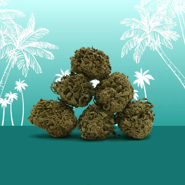 Petites Hawaiian Small Buds Indoor