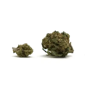 Petites Super Skunk Small Buds
