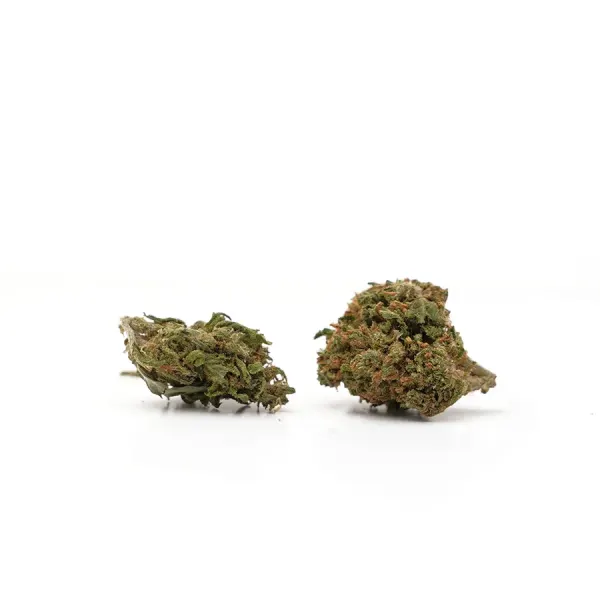 Petites White Widow Small Buds