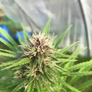 Pink Pine Apple