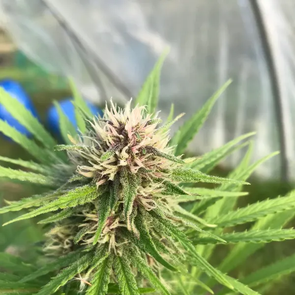 Pink Pine Apple