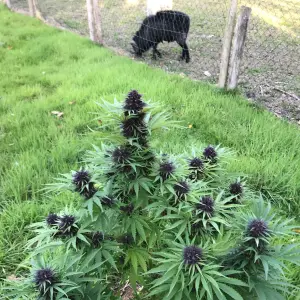 Platinium Legendary OG Kush
