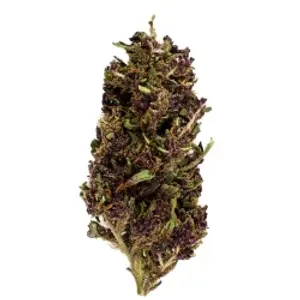Purple Haze Indoor