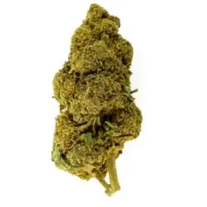 Ringo S Gift Indoor