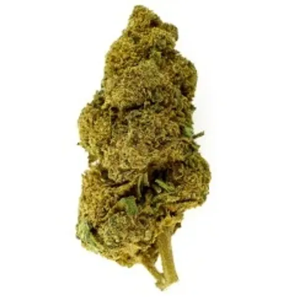 Ringo S Gift Indoor