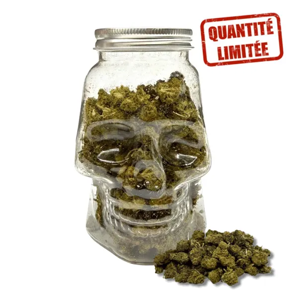 Skull Small Buds