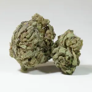 Skunk Jam