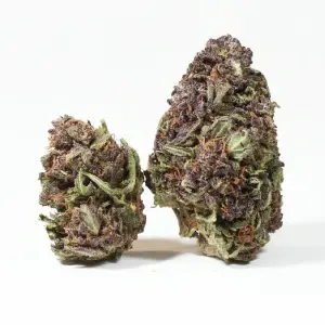 Skunk Jam Purple
